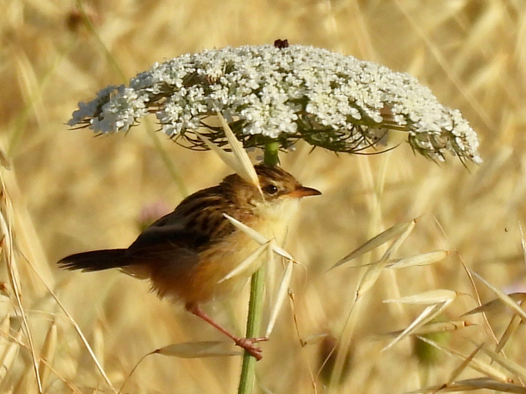 Greece Bird Tours-Marathon必去景点