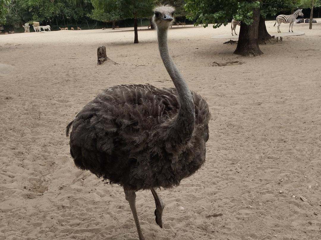 Zoo de La Palmyre-La Palmyre-Les Mathes必去景点