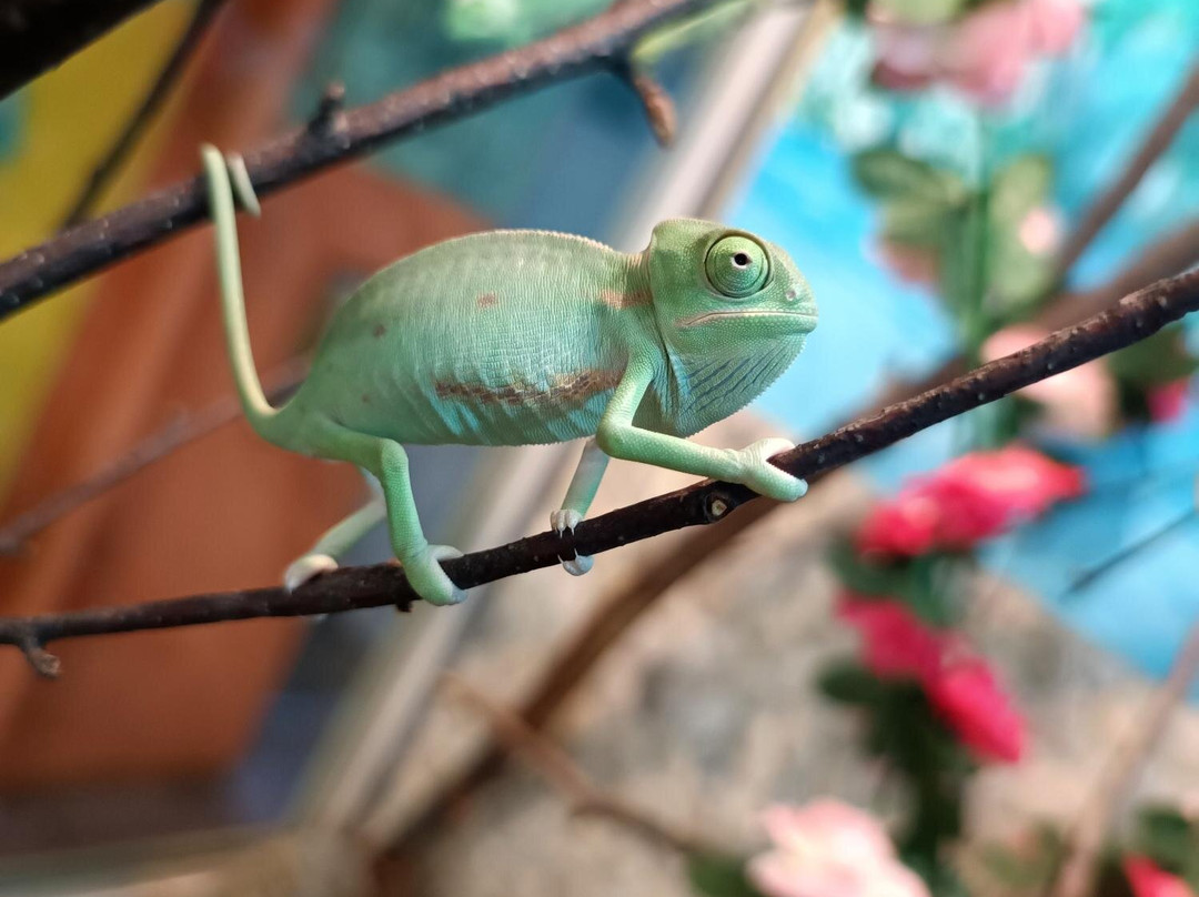 Piton Zoological Centre-Komsomolsk-on-Amur必去景点