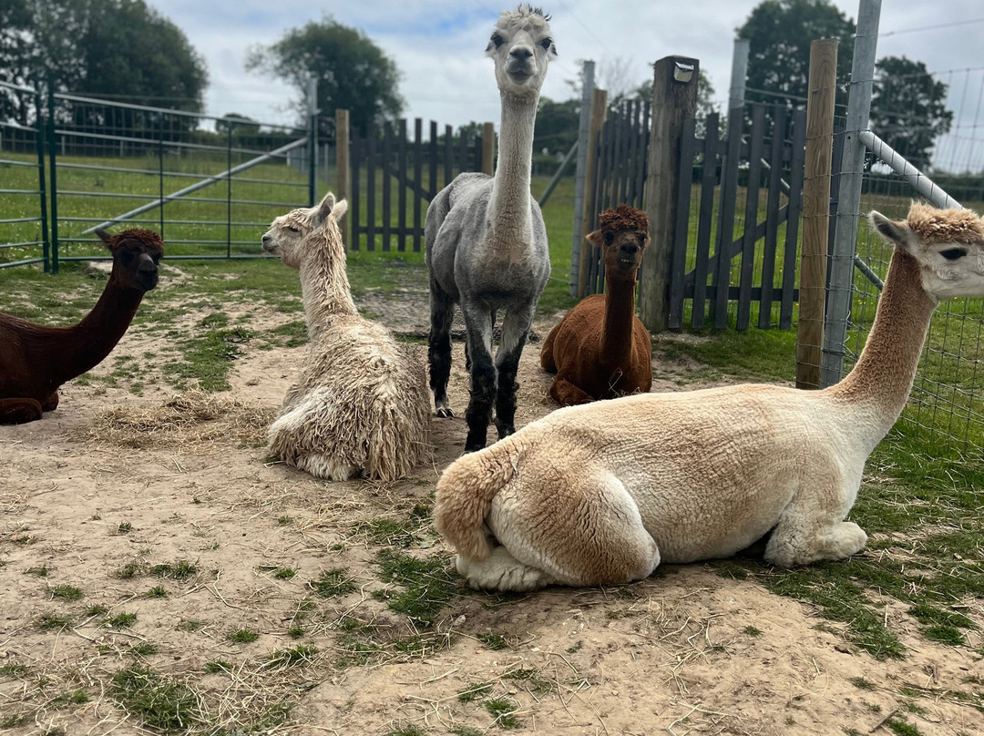 Reservoir Alpacas-Chard必去景点