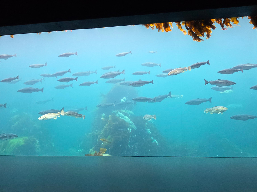 Atlantic Sea Park-奥勒松必去景点