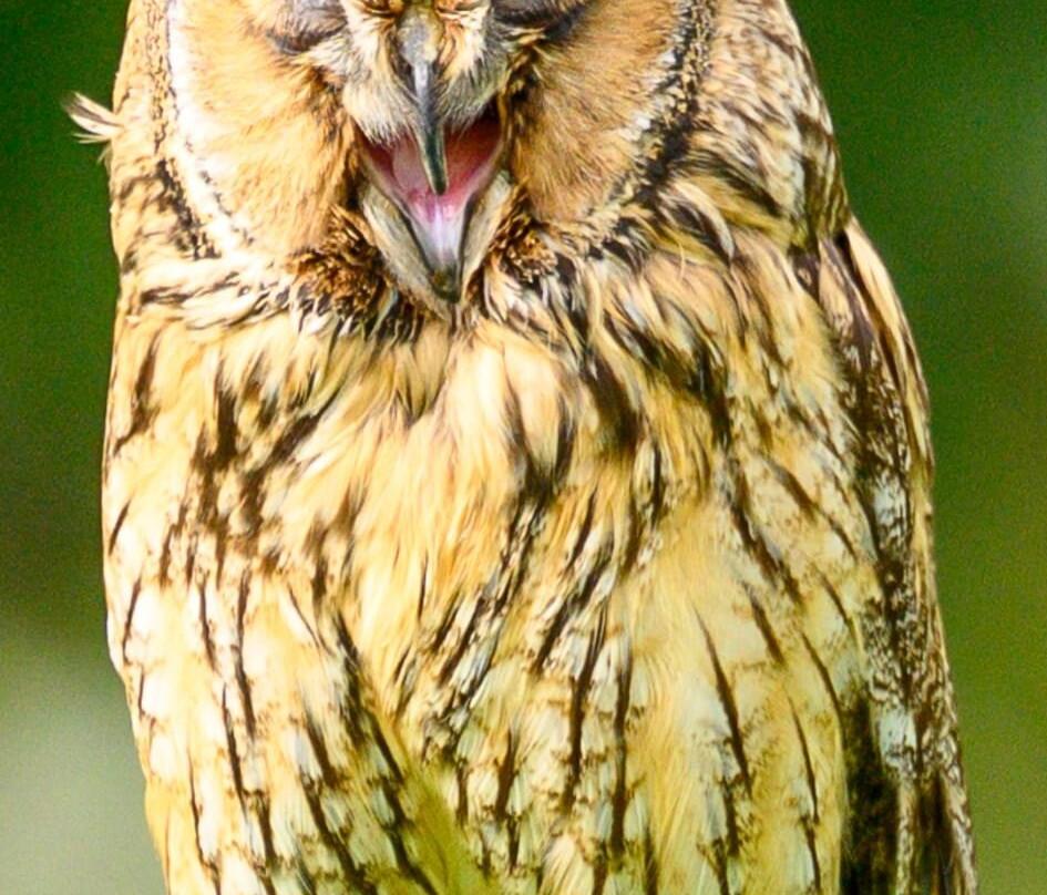 Falconry Experience Wales-Newtown必去景点
