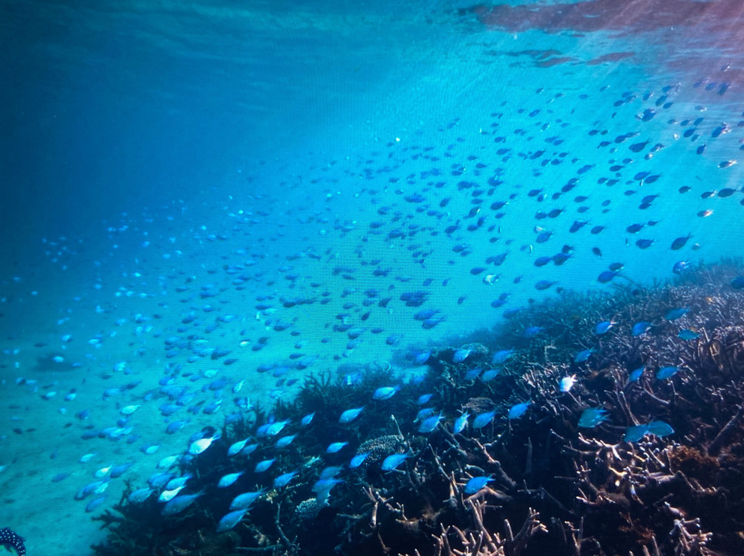 Coastal Adventure Tours (wa)-珊瑚湾必去景点