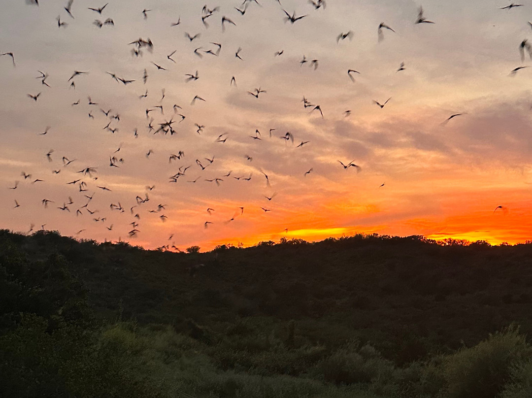Frio Bat Flight Tours-Concan必去景点