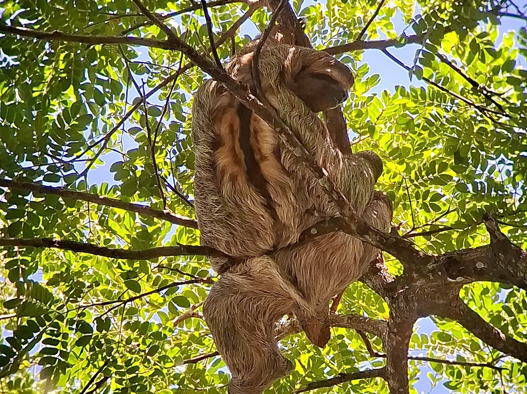 SimbiOsa Wild Costa Rica-哥斯达黎加安东尼奥国家公园必去景点