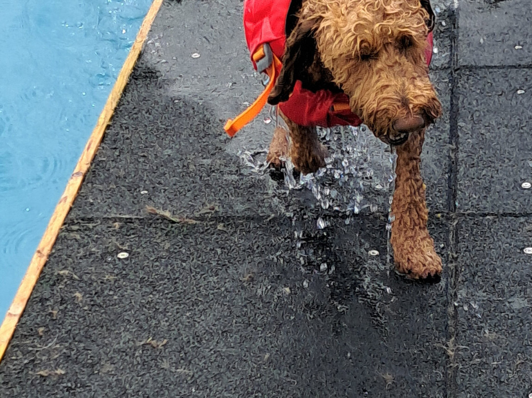 Swim Dog-纽奎必去景点