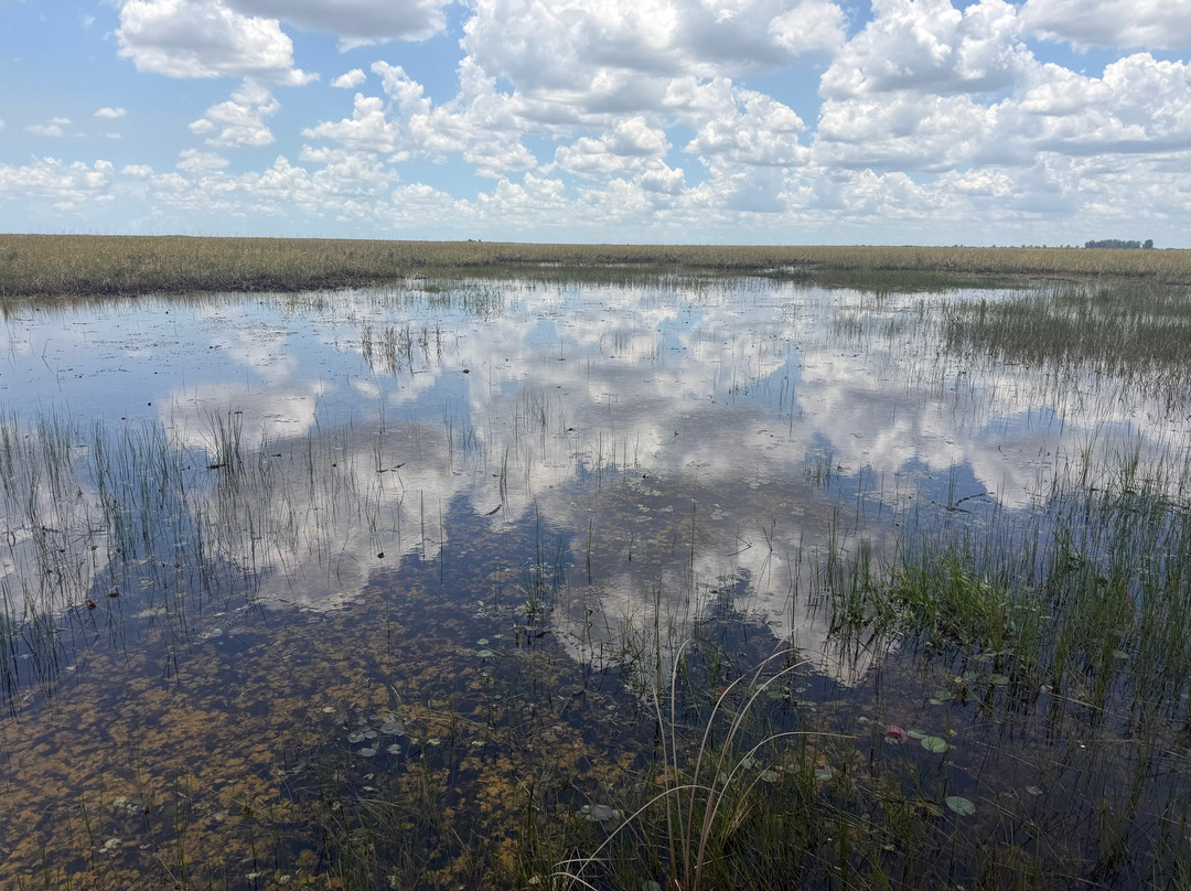 Everglades Swamp Tours-Everglades Wildlife Management Area必去景点