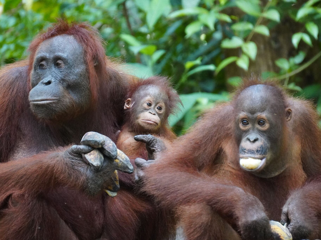 Orangutan Houseboat Tour-Kumai必去景点