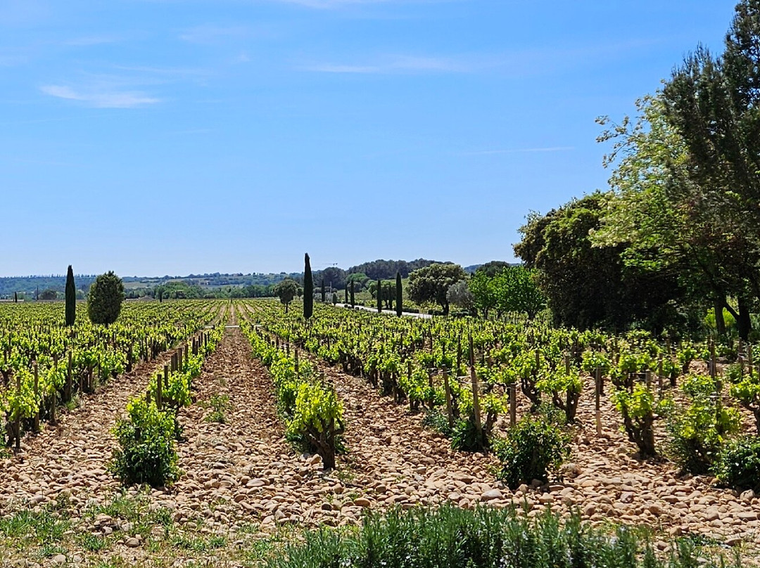 Chateau de Beaucastel-Courthezon必去景点