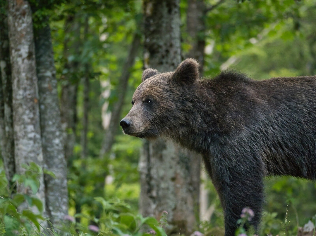 Slovenian Bears-Stari Trg pri Lozu必去景点