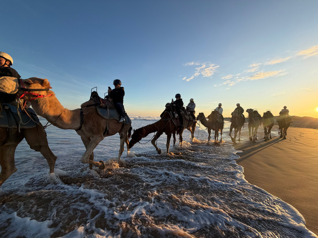 Oakfield Ranch Camel Rides-安娜湾必去景点