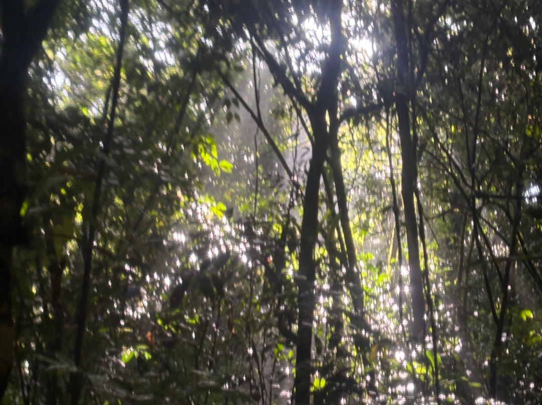 Jaguar Corcovado Tours-希门尼斯港必去景点
