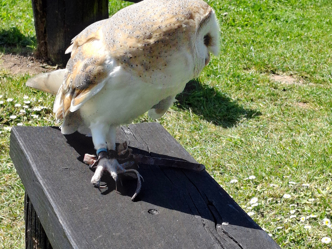 Eagle Heights Wildlife Foundation-Eynsford必去景点