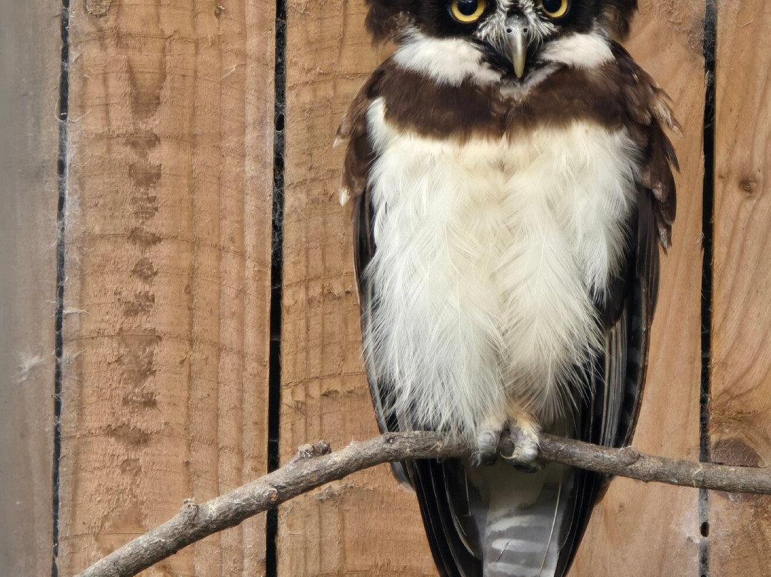 Scottish Owl Centre-Whitburn必去景点