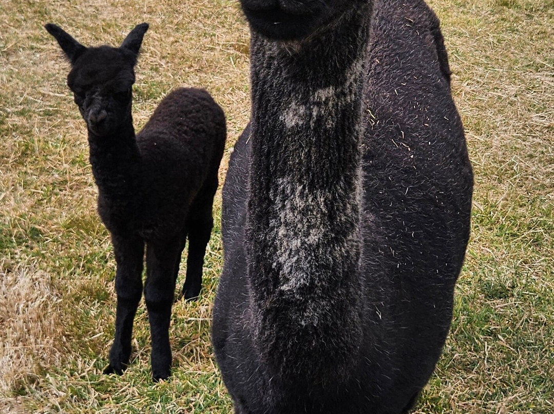 Sweet Home Alpaca-哈弗福韦斯特必去景点