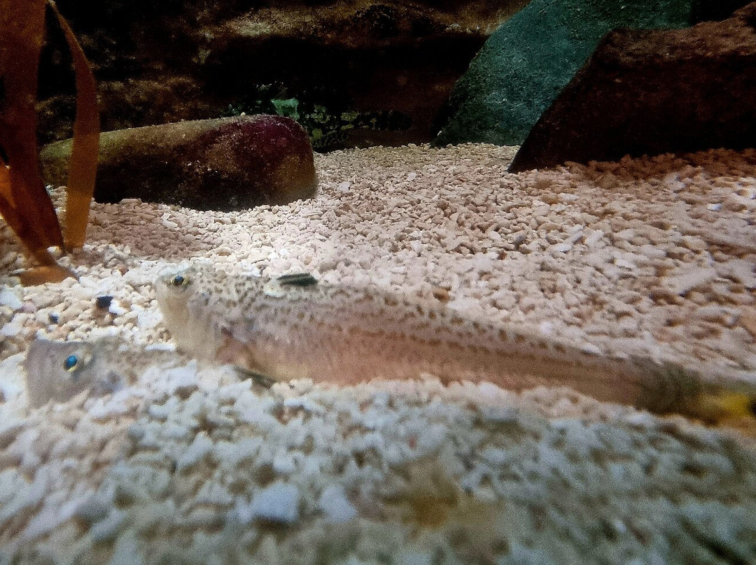 Lake District Coast Aquarium-Maryport必去景点