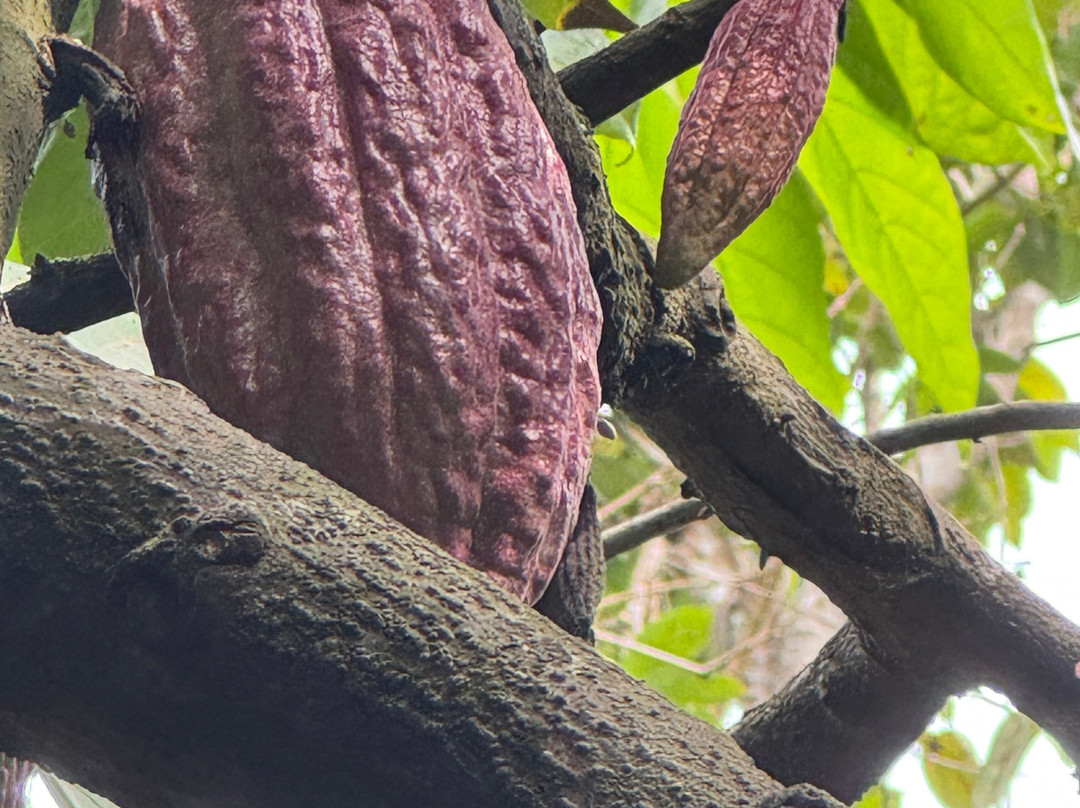 Tangawizi Spice Farm-石头城必去景点