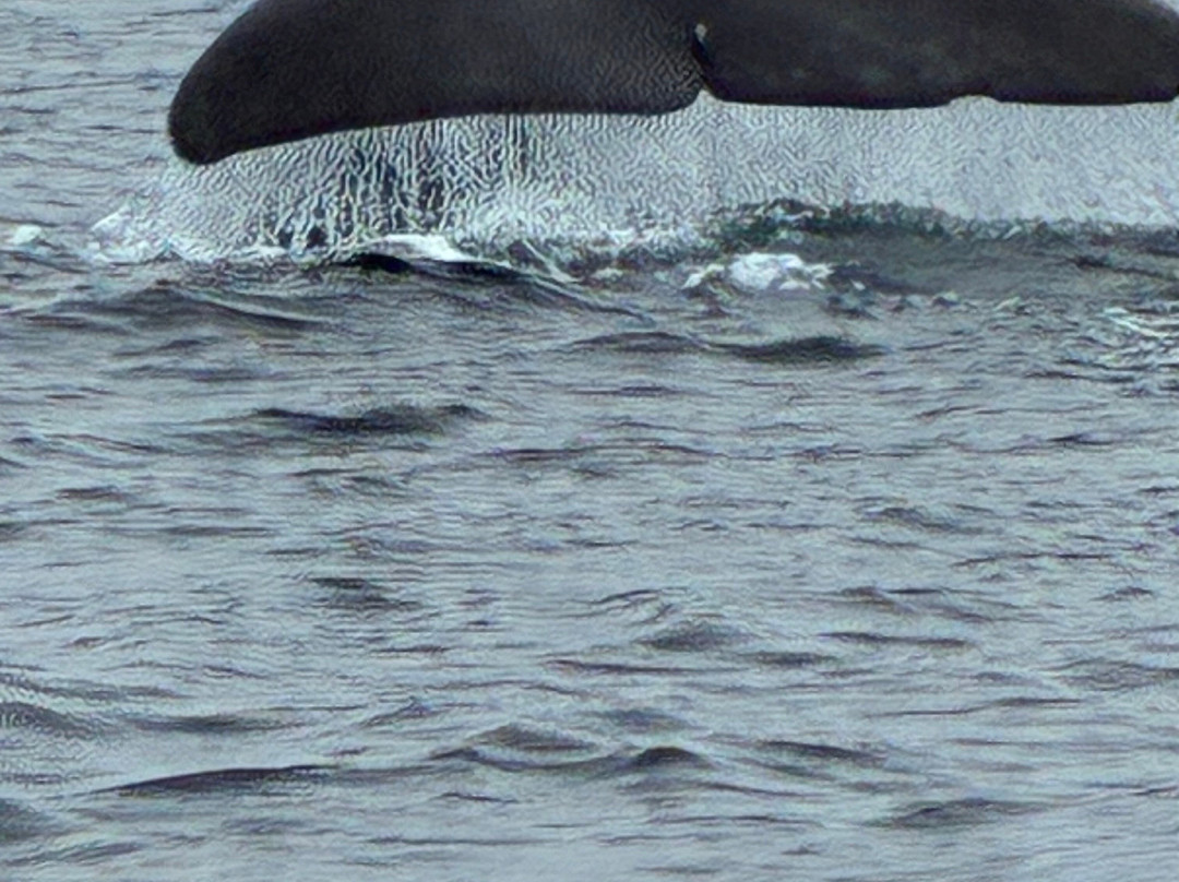 Sea of Whales Adventures-Trinity必去景点