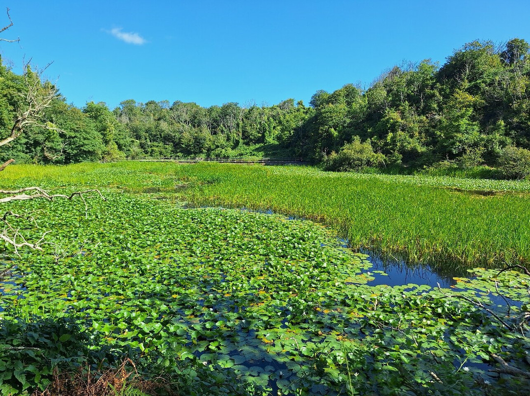 Lily Ponds-Bosherston必去景点