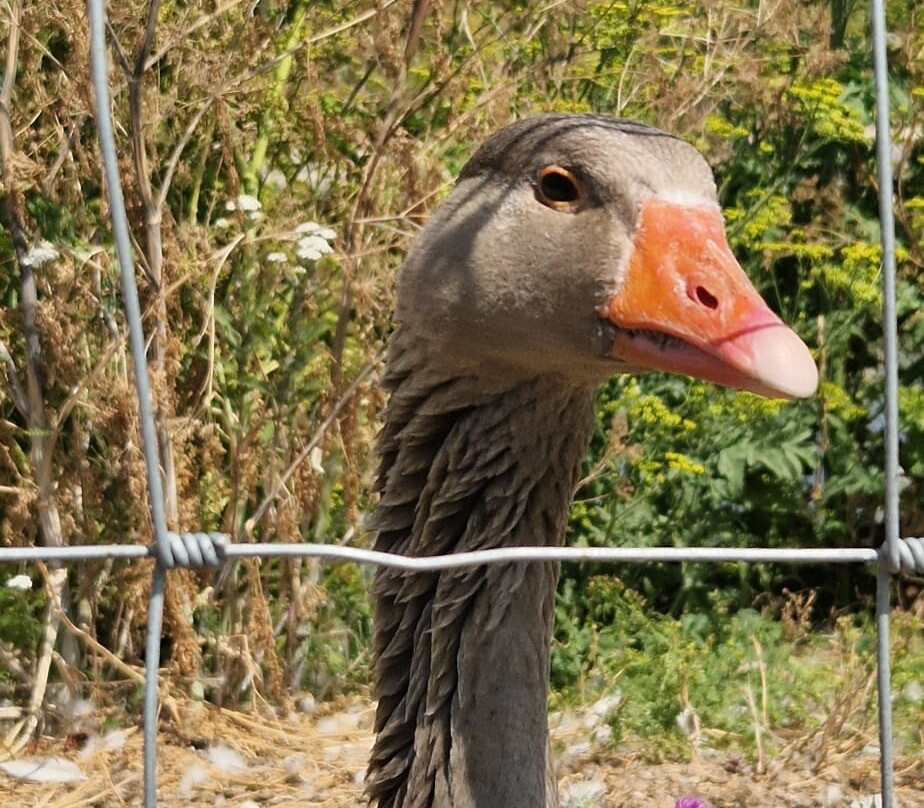 Cholderton Rare Breeds Farm-Cholderton必去景点