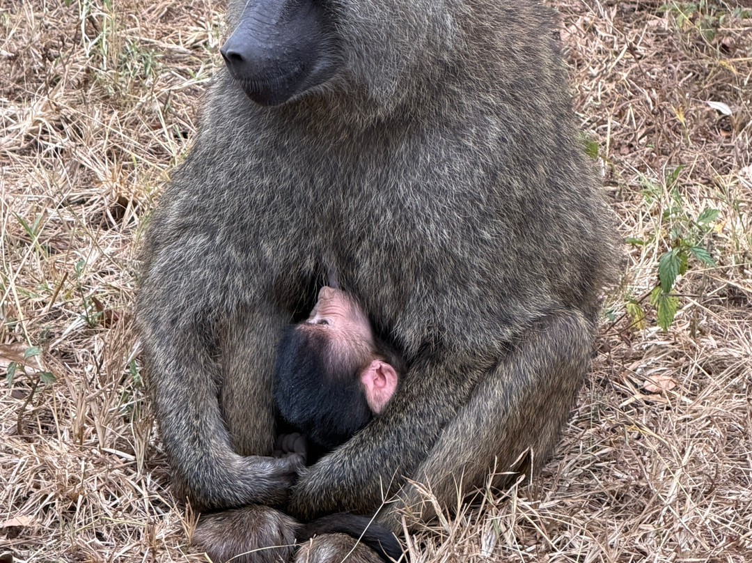 Taswira Africa Safaris-阿鲁沙必去景点