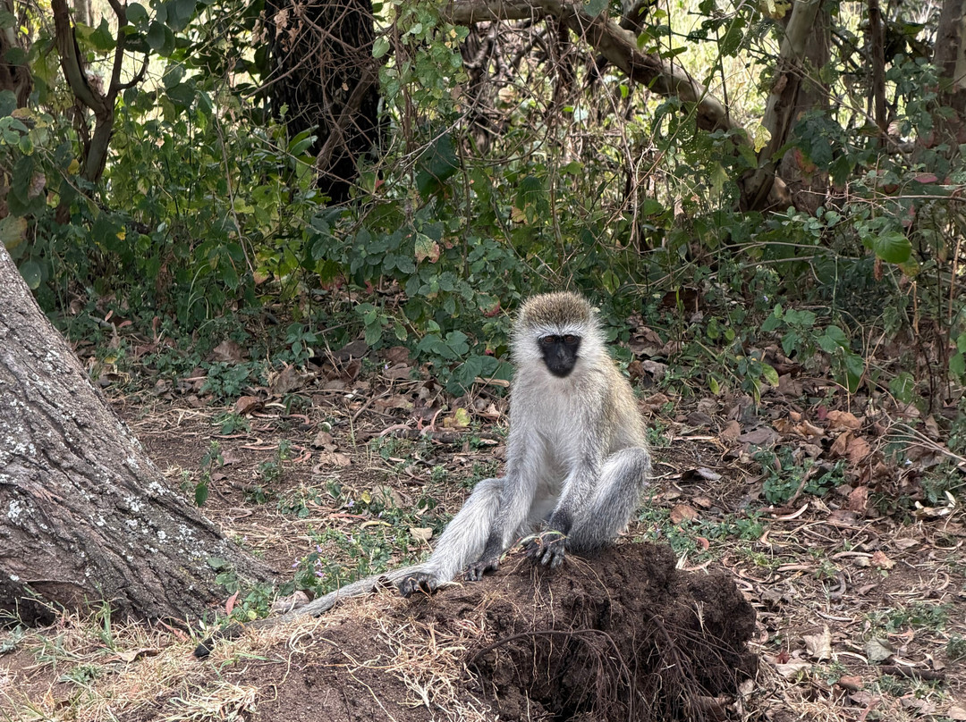 Nature Responsible Safari-阿鲁沙必去景点