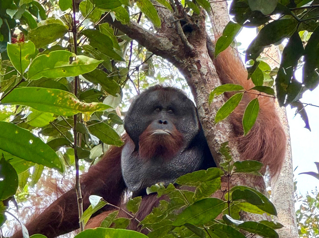 Monica Guide Orangutan Tour-Pangkalan Bun必去景点