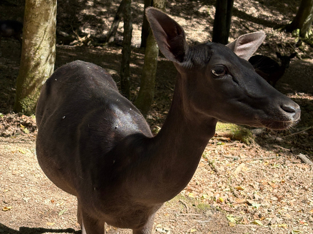 Wild- & Erlebnispark Daun-Daun必去景点