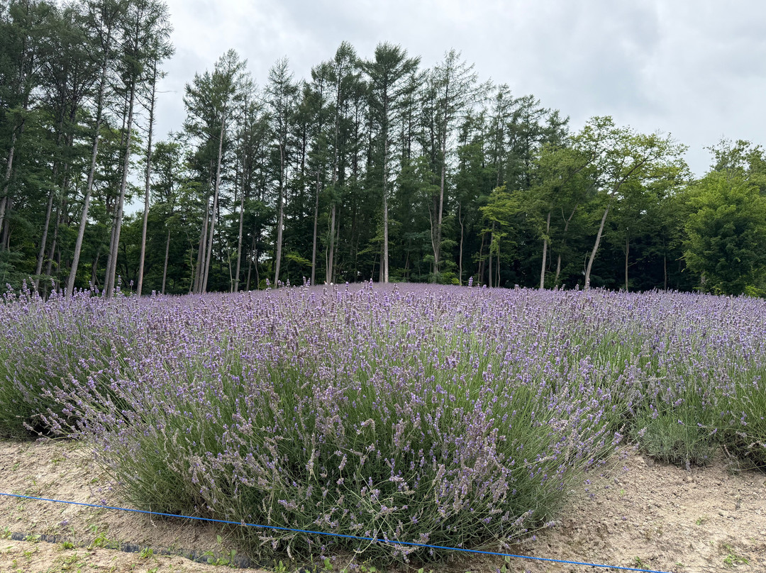 富田农场-中富良野町必去景点