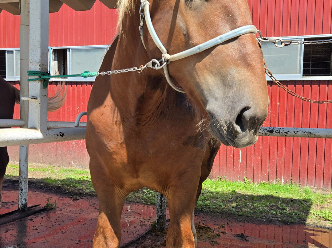 Banei Horse Ranch Tokachi-带广市必去景点