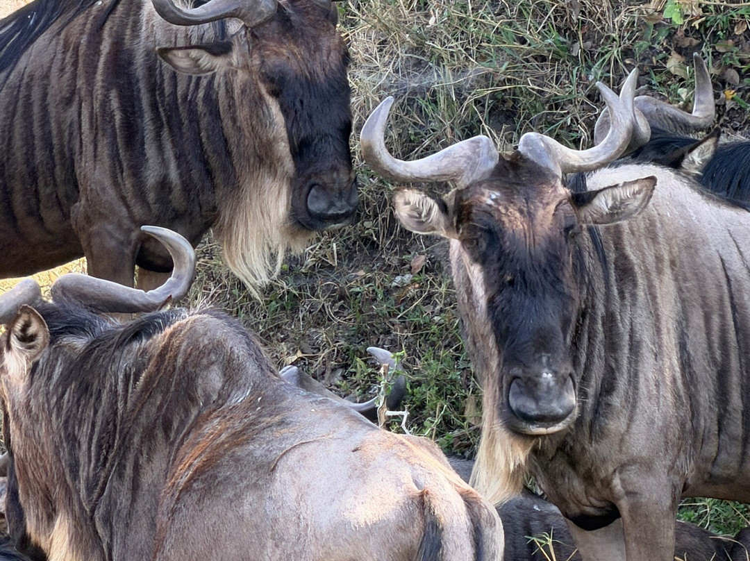 Wild Wings Safaris-克鲁格国家公园必去景点
