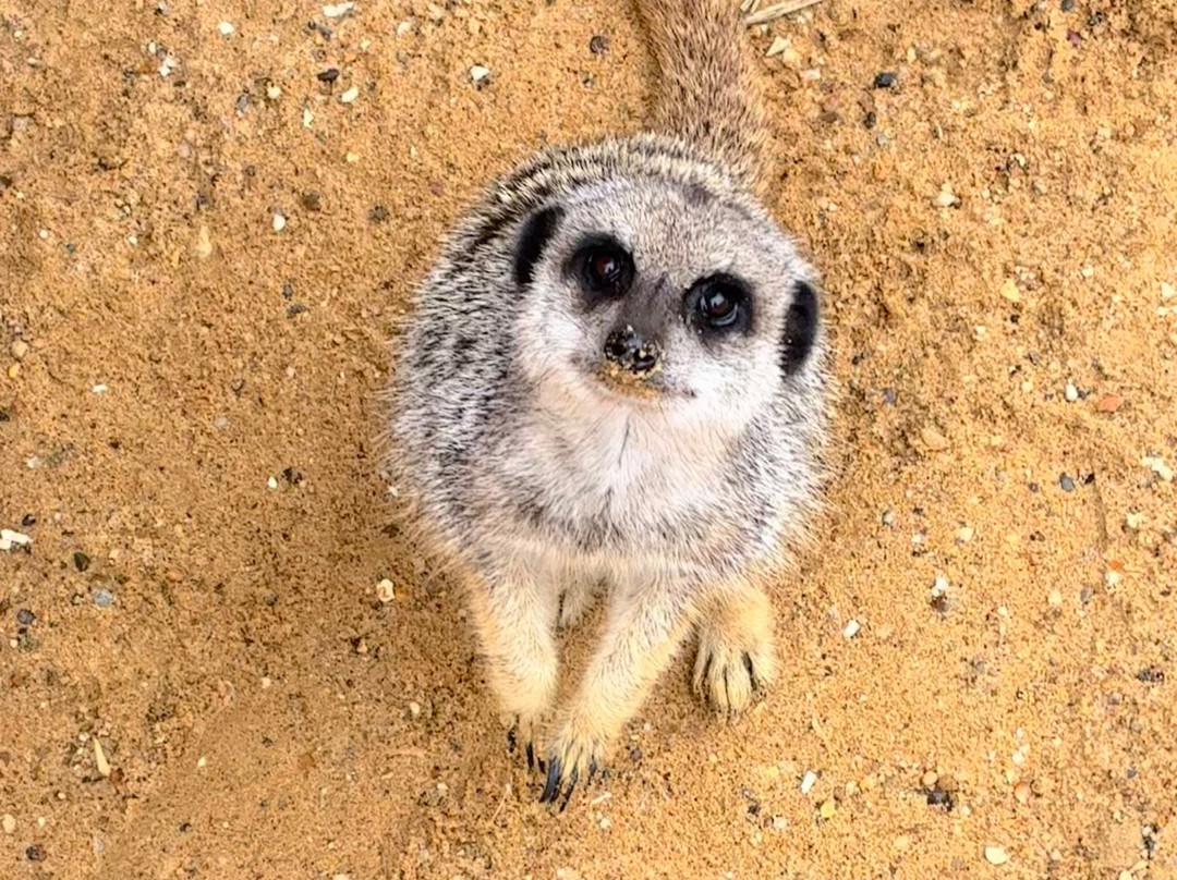 Suffolk Owl Sanctuary-Stonham Aspal必去景点