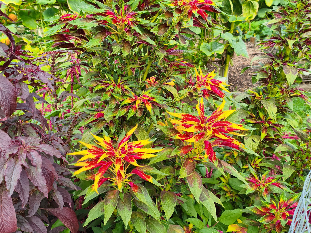 Helmingham Hall Gardens-Helmingham必去景点