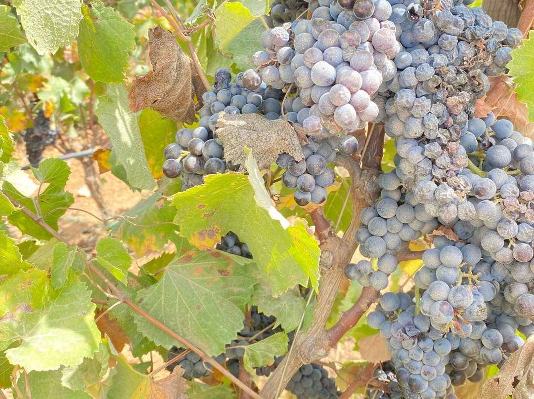 Ta' Betta Wine Estates-Siggiewi必去景点