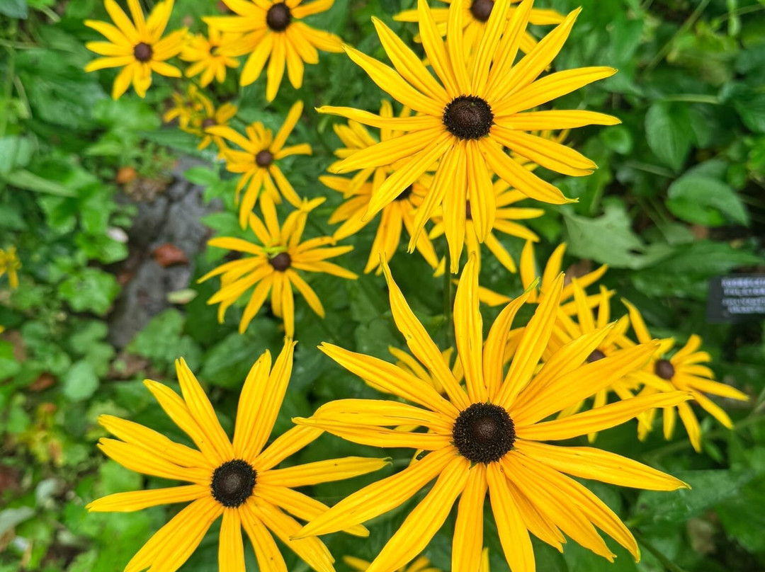 Explorers' Garden at Pitlochry Theatre-皮特洛赫里必去景点