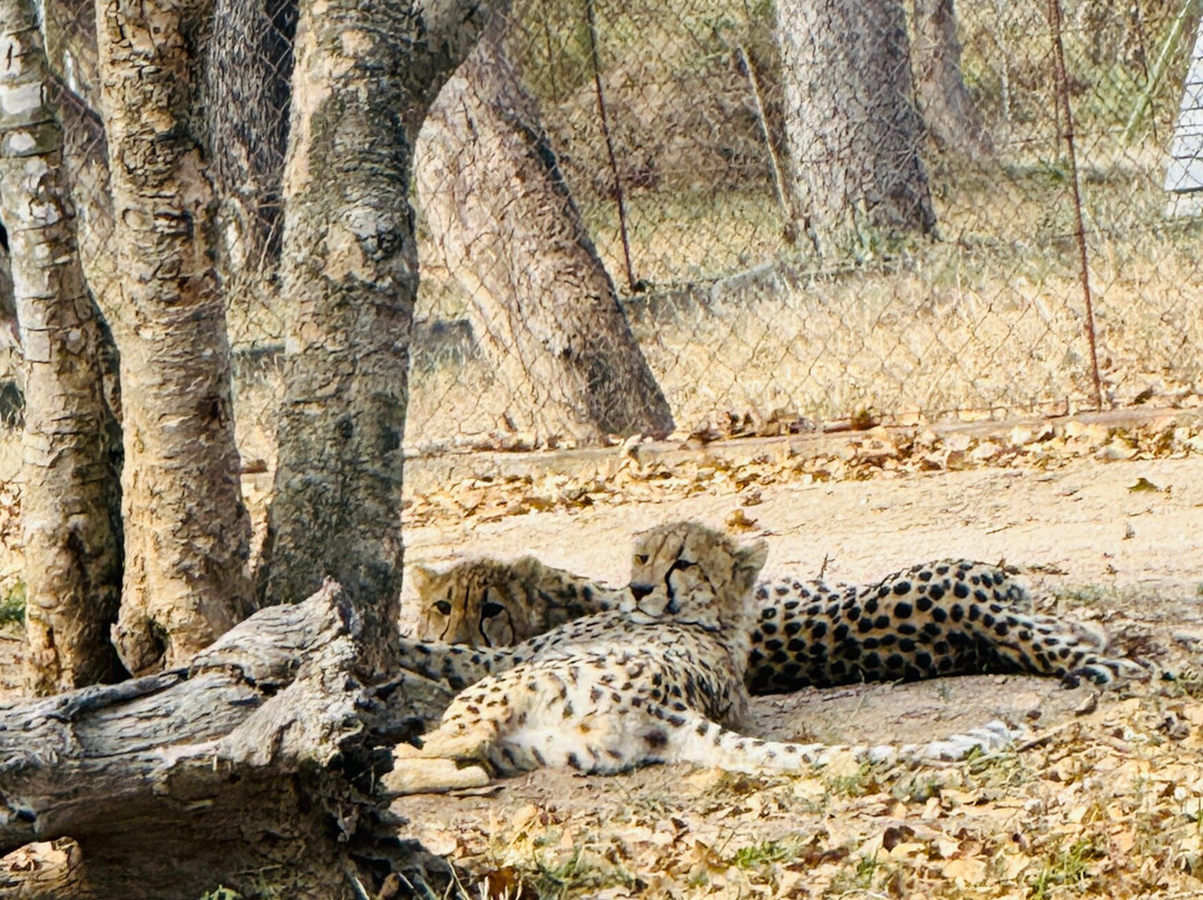 Hoedspruit Endangered Species Centre-霍德斯普鲁特必去景点