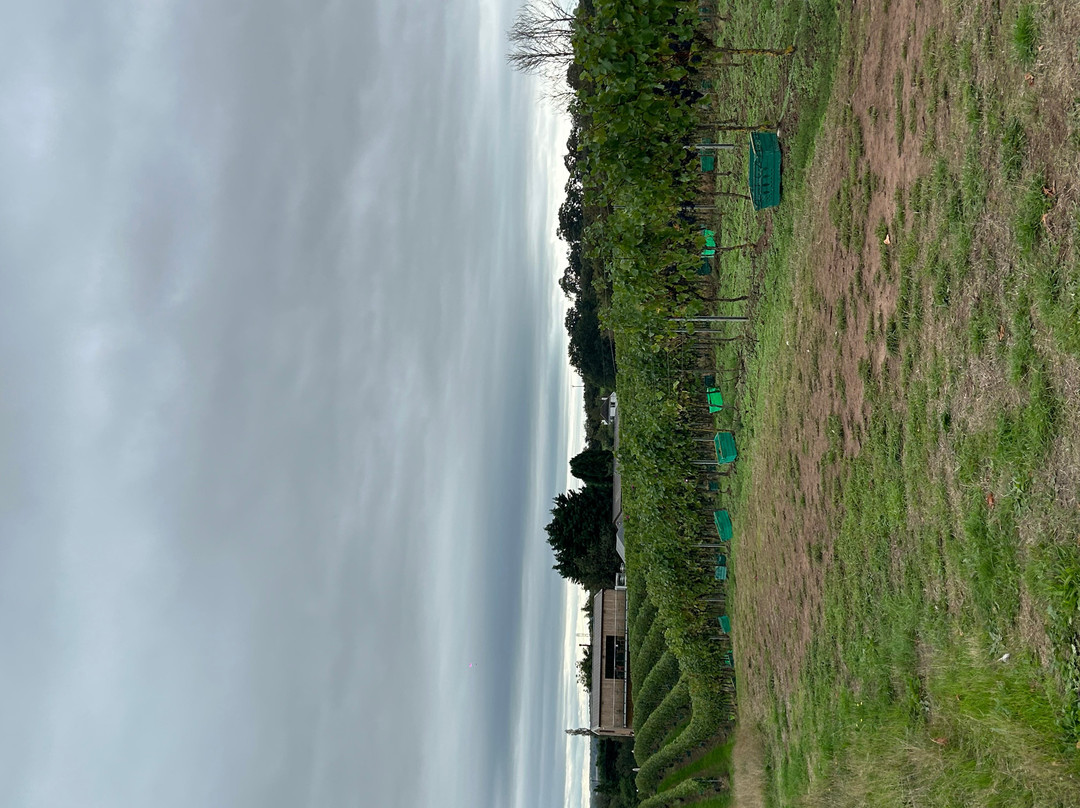 Pattingham Vineyard