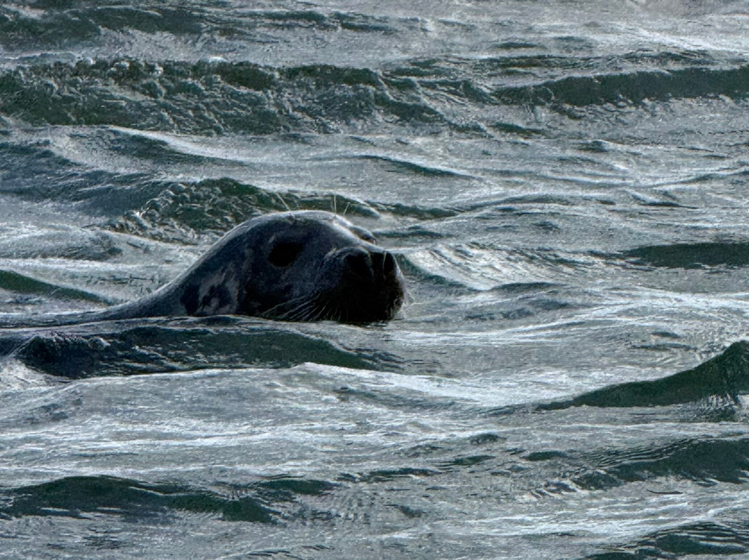 Bishops Boats Seal Trips-布莱克尼必去景点