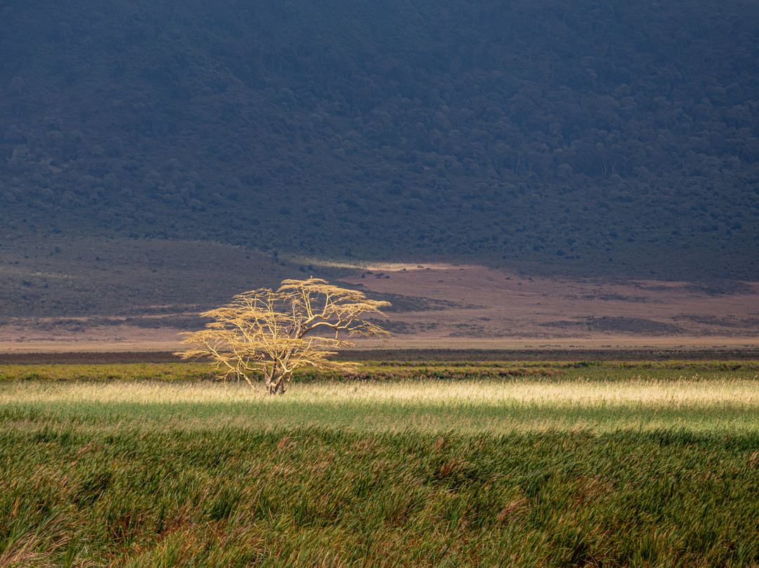 Ngorongoro Crater-恩戈罗恩戈罗保护区必去景点