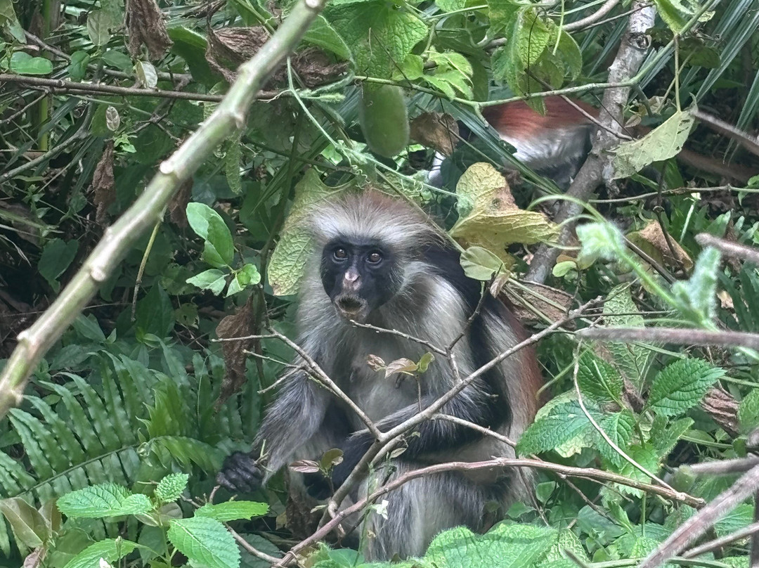 Jozani Chwaka Bay National Park-桑给巴尔岛必去景点