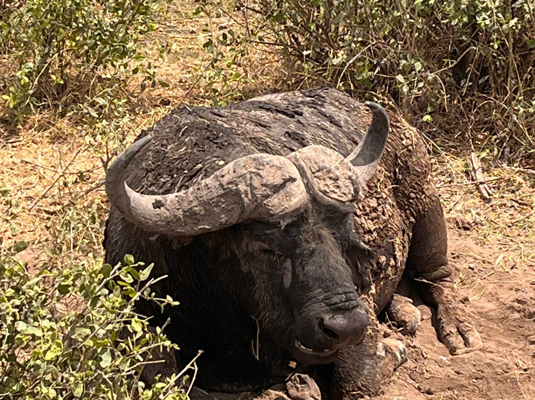 Brighte Maasai Adventures-Mara North Conservancy必去景点