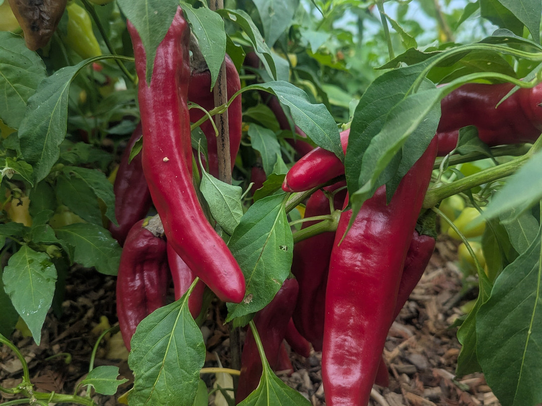 South Devon Chilli Farm-Loddiswell必去景点