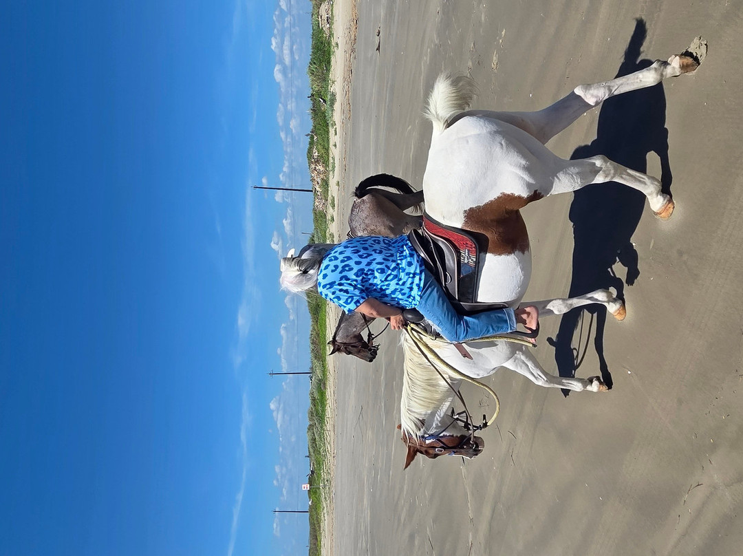 Galveston Island Horse & Pony Rides-加尔维斯顿岛必去景点