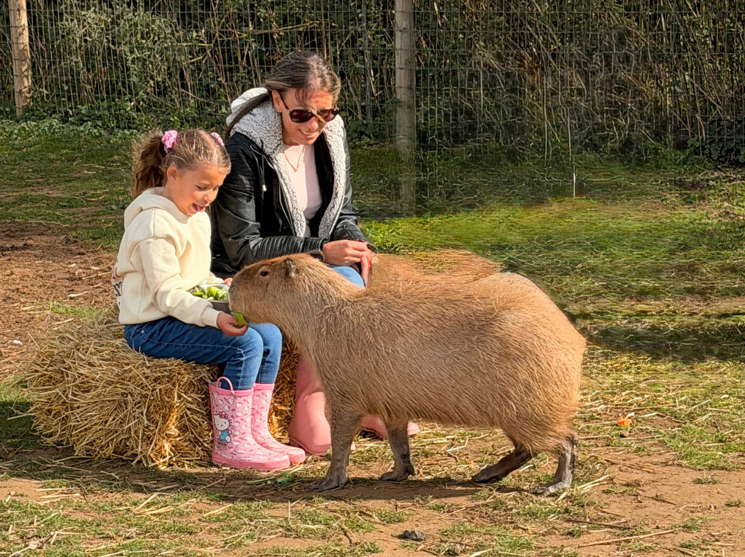 Bridlington Animal Park-布里德灵顿必去景点