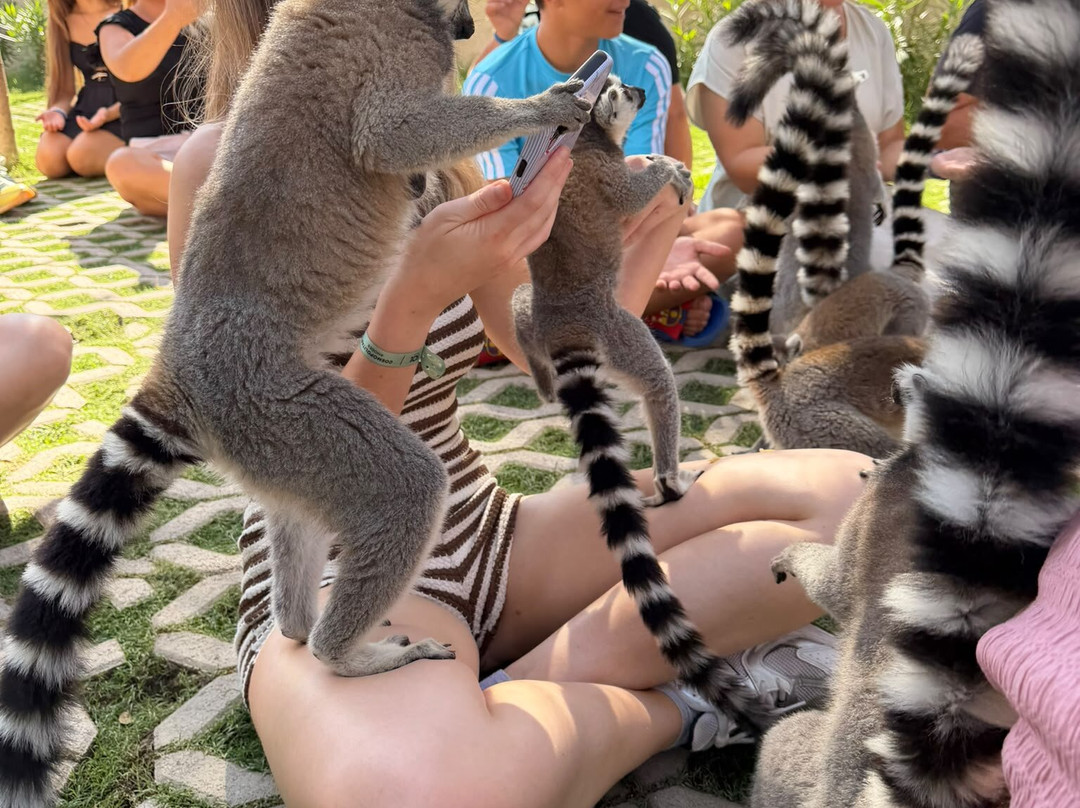 Farma of Rhodes Petting Zoo-Theologos必去景点