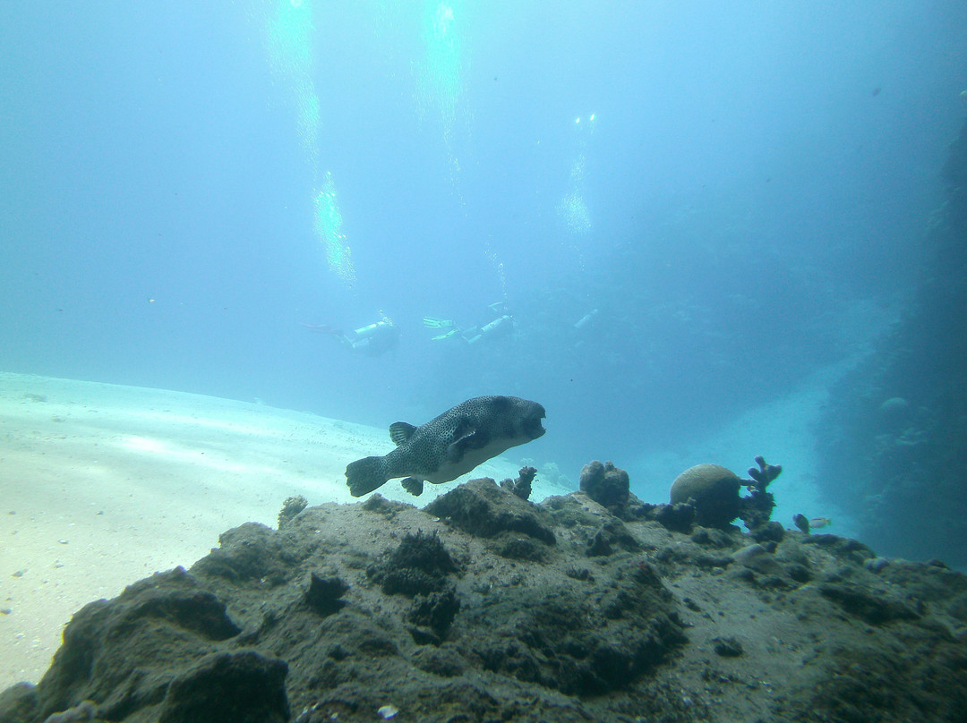 Black Rock Dive Centre-达哈卜必去景点