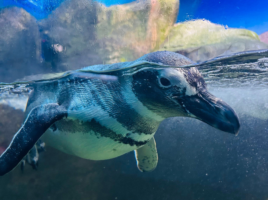 Ubatuba Aquarium-乌巴图巴必去景点