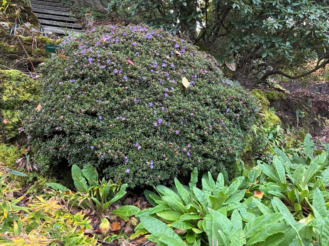 Utrecht University Botanic Gardens-乌特勒支必去景点