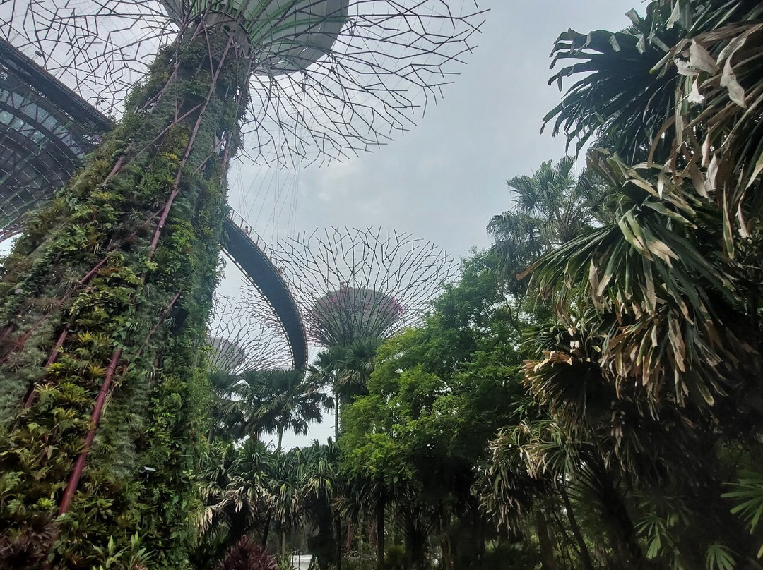 擎天树丛-新加坡必去景点