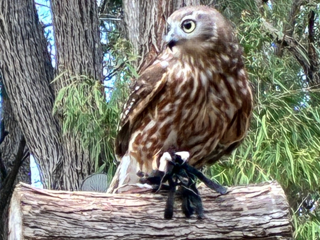 Capes Raptor Centre-玛格丽特河必去景点